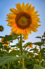 Sunflower Head and Stalk Against Blue Sky