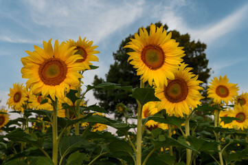 Obraz premium Group of Sunflowers Against Sky