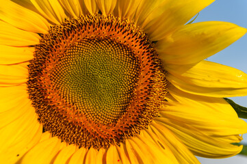 Obraz premium Close Up of Sunflower Center With Petals on Right