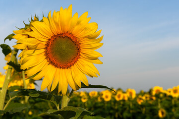 Sunflower Head with Field in Background