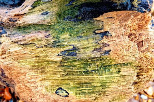 Close up of a beautiful piece of driftwood on a pebble beach. Wood textured with black patches and green moss with space for text. Erosion and wave action make it difficult to determine origin.