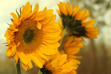 Yellow Sunflowers outdoors in Garden Close up