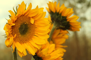 Obraz premium Yellow Sunflowers outdoors in Garden Close up