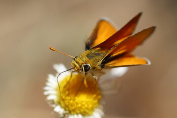 Macro moth on yellow daisy