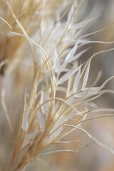 Macro golden and white grass