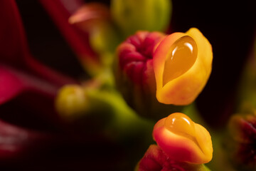 Poinsettia Closeup