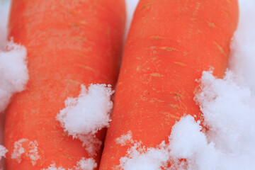雪下野菜　冬　雪中保存　農家　イメージ	
