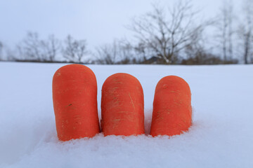 雪下野菜　冬　雪中保存　農家　イメージ	ニンジン