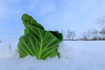 冬に雪の中で保存する野菜　キャベツ