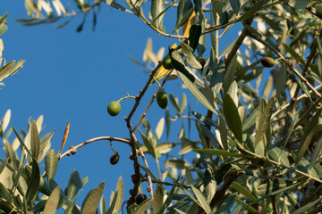 Oliven Früchte mit Blättern, hängen am Baum in einem Olivenhain