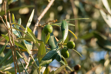Oliven Früchte mit Blättern, hängen am Baum in einem Olivenhain