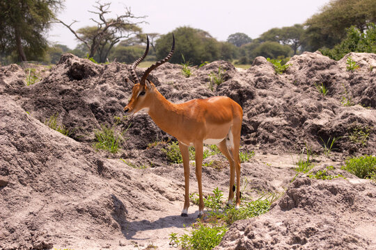 Fototapeta Dzika Antylopa, Park Narodowy Tarangire, Tanzania, Afryka