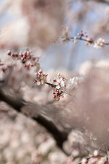 Prunus blossom in spring