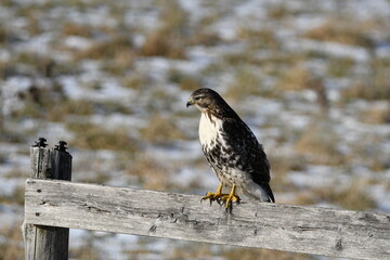Red Tailed Hawk perched along a snow covered agricultural pasture