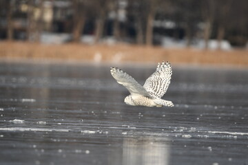 Snowy Owl in flight over frozen lake
