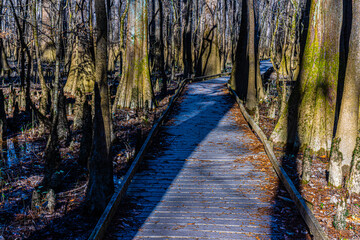 Boardwalk Hike Through The Bottomland Hardwood Forest, Congaree National Park, South Carolina, USA
