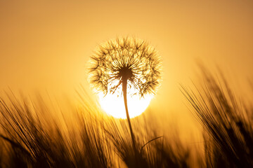Obraz na płótnie Canvas dandelion on the background of the setting sun. Nature and floral botany