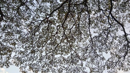 Árvores, folhas e flores tendo o céu como fundo.