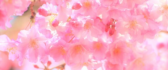ピンクのしだれ桜、桜の花びら、クローズアップ、ソフトフォーカス、白背景