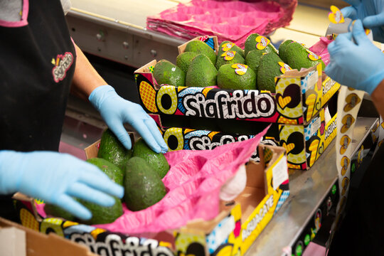 SIGFRIDO, VELEZ-MALAGA, SPAIN - SEPTEMBER 23, 2020: Image of fresh avocado in crates during packaging, warehouse at Sigfrido factory