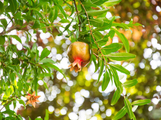  Pomegranate tree branches, green leaves and orange growing fruites in summer southern garden