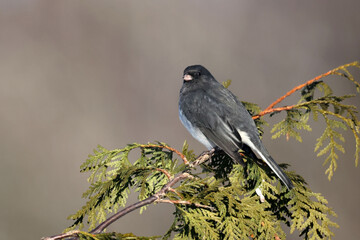 Juncos fighting in midair or perched on branch waiting turn on birdfeeder in winter afternoon