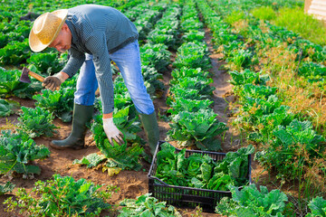Successful male gardener with ripe cabbage on the farm field