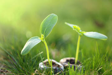Cucumber seedlings on green background.Green sprouts in peat close-up.Growing seedlings.Gardening...