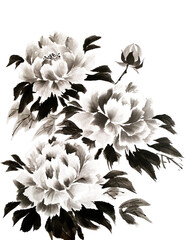 hand drawn traditional sumi-e painting of peony flowers, isolated on white background