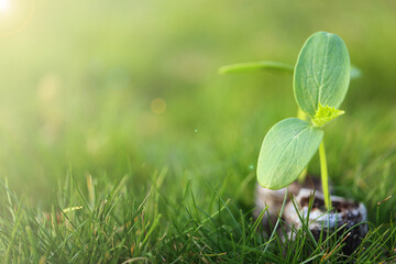 seedlings in peat pots on green background.Green sprouts in peat close-up.Growing...
