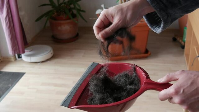 Lots of male dark cut cropped hair from the head in a red scoop. Man touching his freshly cut hair with his hands