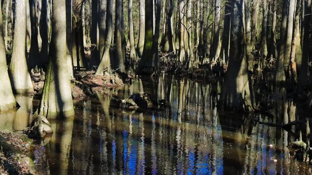 Bald Cypress Trees Reflecting on The Water of The Bottomland Hardwood Forest, Congaree National Park, South Carolina, USA