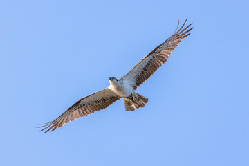 osprey in flight