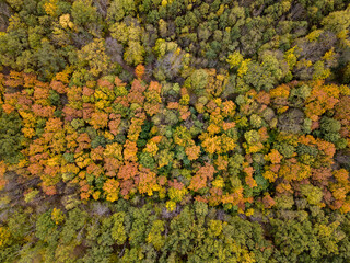 Aerial autumn landscape from colorful trees in the forest area.