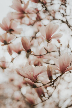 softer magnolias
