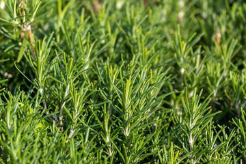Fototapeta na wymiar Rosemary grows in field. Salvia rosmarinus. Topic - Herbes de Provence, advertising background rosemary