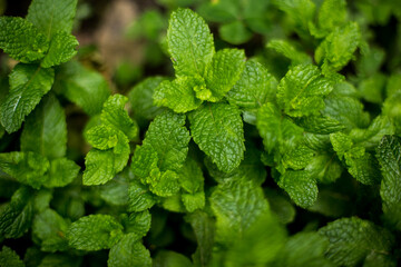 Fresh mint