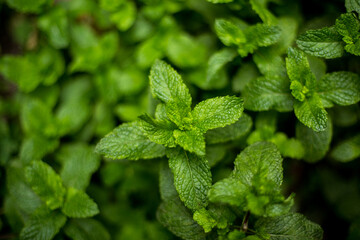 Fresh mint