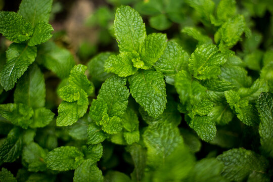 Fresh mint