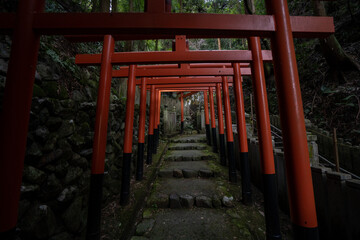狸谷山不動院 たぬき 鳥居 階段 神社 パワースポット