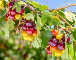 Golden currant. Brush of ripe golden currant berries on branch among green leaves. Close-up. Ribes aureum. Bright advertising berry background. Topic: gardening, harvest