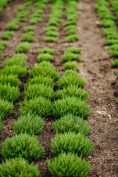 Row of lush green herbs