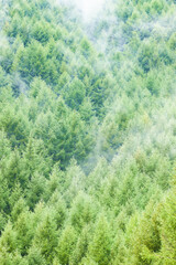 新緑のカラマツ林に霧