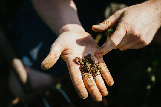 Farmer&rsquo;s hand showing Earthworm