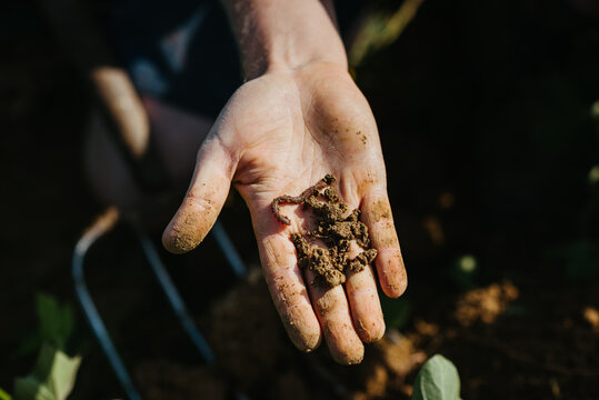One Brown Earthworm on a Farmer&rsquo;s Hand
