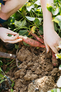Farmer uprooting the sweet potato from the ground.