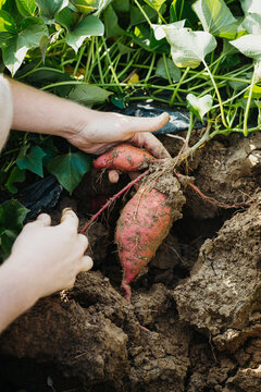 Farmer uprooting fresh sweet potatoes