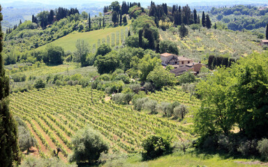 Fototapeta na wymiar tree lined green hills of Siena