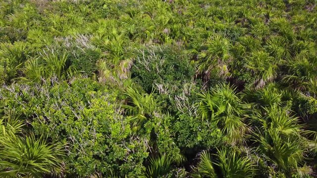 Aerial footage captured by drone flying over lush tropical jungle on the Caribbean island of Cozumel, Mexico