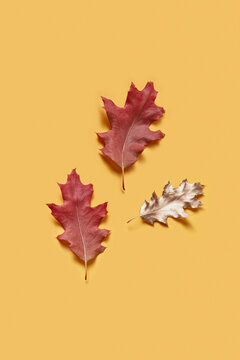 Three various leaves on background